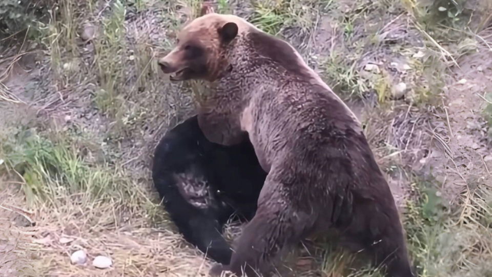 灰熊惨败国王，遭遇四连败